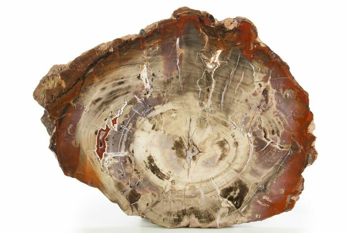 Colorful Petrified Wood (Araucaria) Round - Paria, Utah #332990